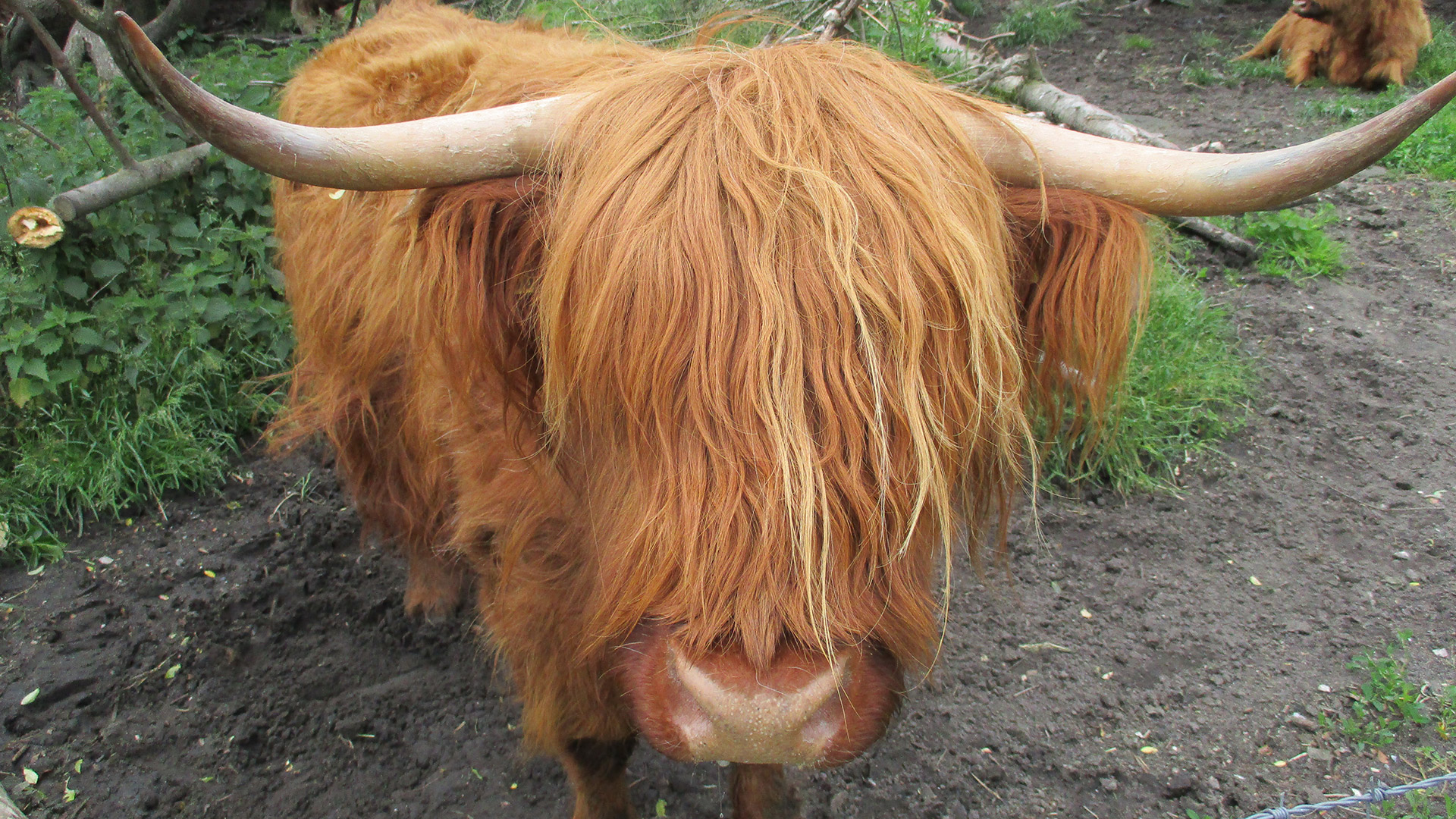 Ein Bild von einem roten langhaarigen Rind mit Hörnern.