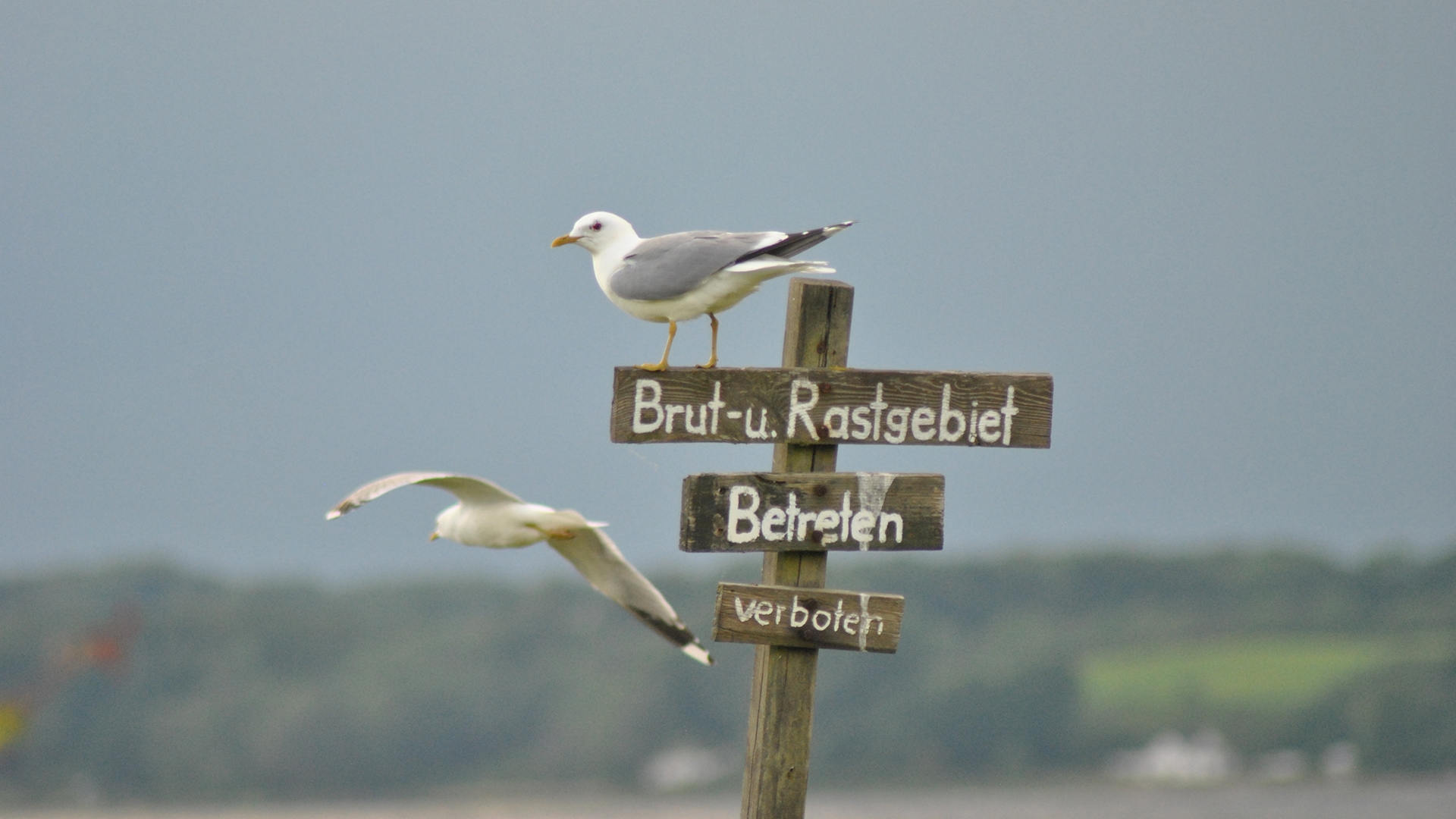 Ein Holzpflock mit 3 Brettern, auf denen steht: Brut- u. Rastgebiet - Betreten verboten. Auf dem obersten Brett sitzt eine Möwe, eine andere Möwe fliegt gerade daran vorbei.